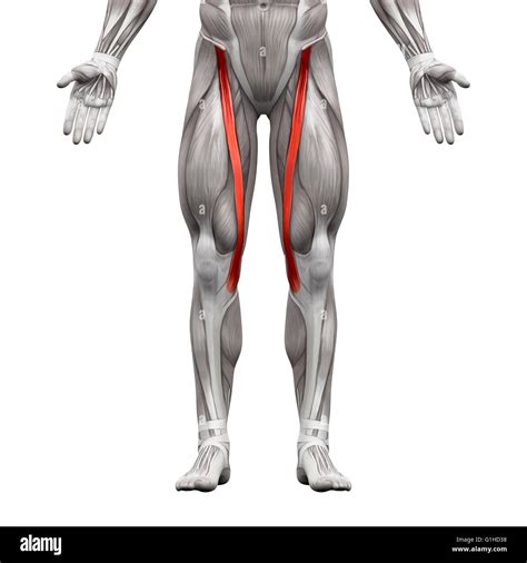 Sartorius .